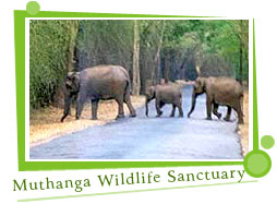 Muthanga Wildlife Sanctuary